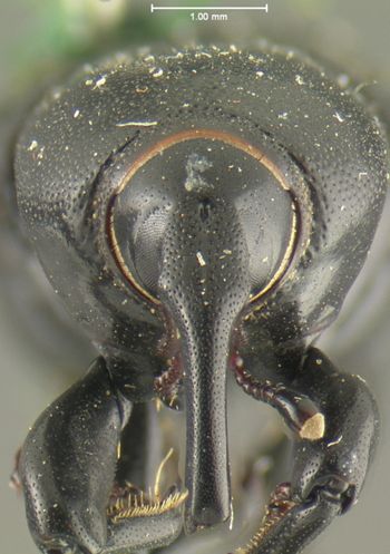 Media type: image;   Entomology 5205 Aspect: head frontal view